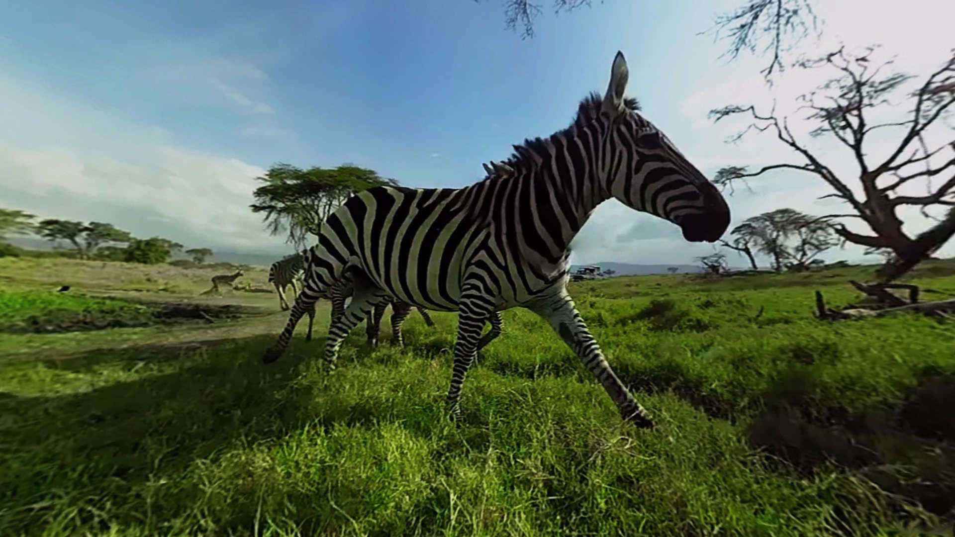 virry vr zebra