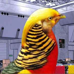 hatoful boyfriend holiday star review