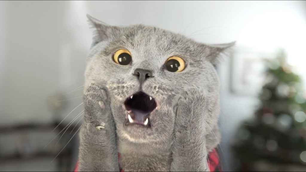 Surprised cat